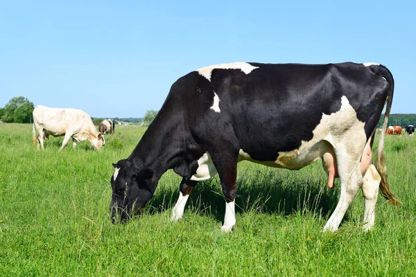 Gros Plan Belle Vache Noire Blanche Sur Prairie — Photo