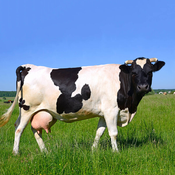 close up of beautiful black and white cow on meadow