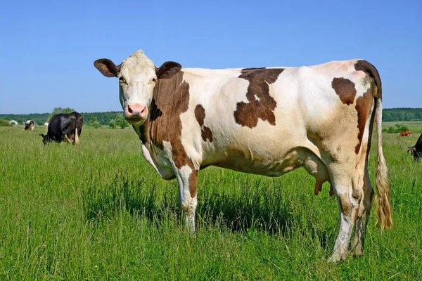 Vaches Sur Pâturage Été Dans Paysage Rural Été — Photo