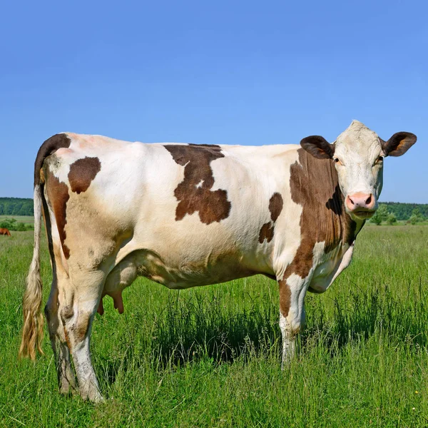 Cute Cow Summer Meadow — Foto Stock