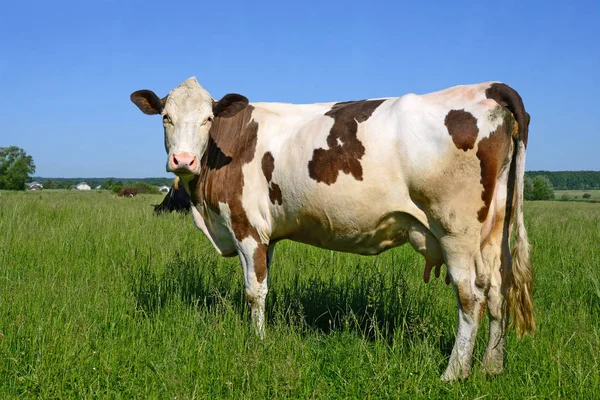 Vaca Bonito Prado Verão — Fotografia de Stock