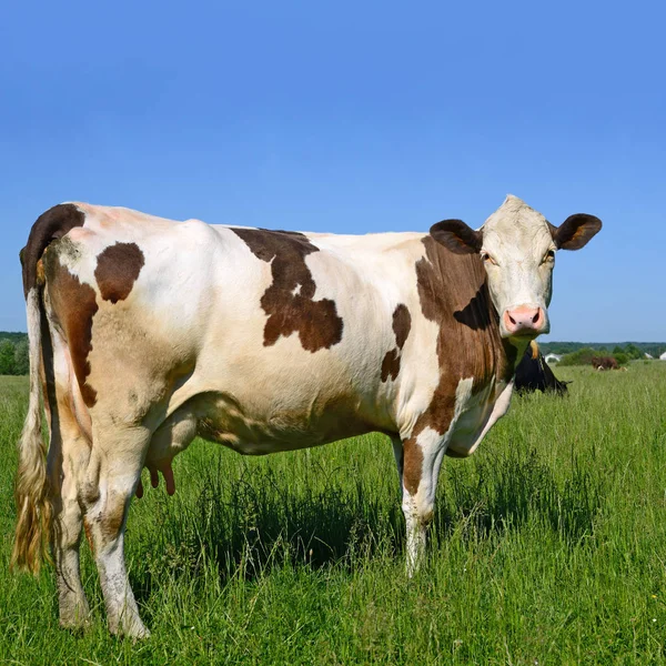 Милая Корова Летнем Лугу — стоковое фото