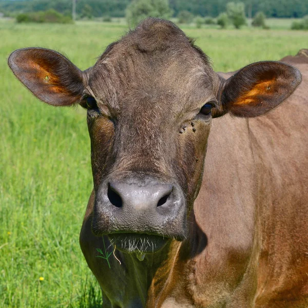 close up of cute cow head