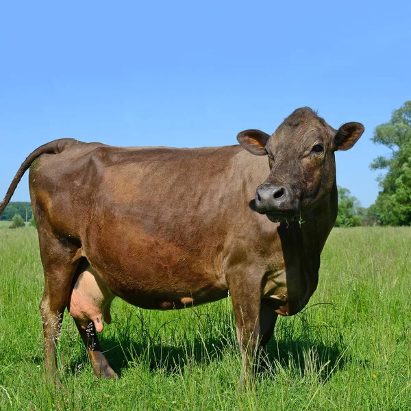 Cute Cow Summer Meadow — Stock Fotó