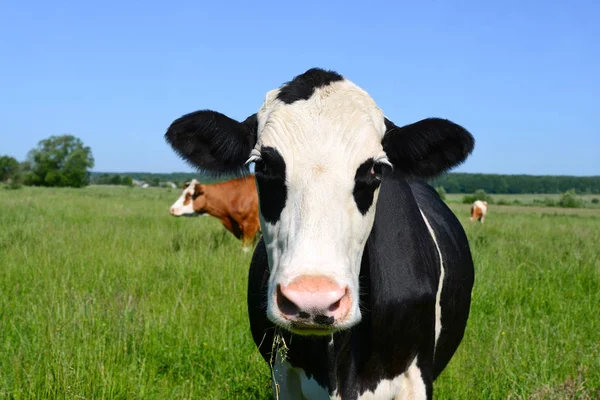 Gros Plan Belle Vache Noire Blanche Sur Prairie — Photo