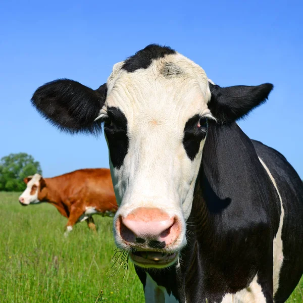 Cows Green Summer Pasture — Stock Fotó
