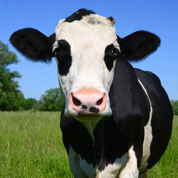Close Beautiful Black White Cow Meadow — Stock Photo, Image