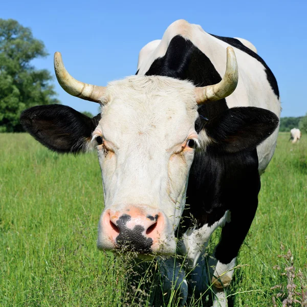 Крупный План Красивой Черно Белой Коровы Meadow — стоковое фото