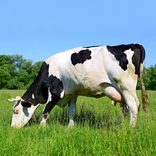 Gros Plan Belle Vache Noire Blanche Sur Prairie — Photo