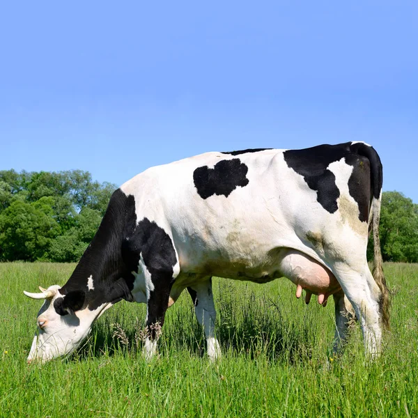 Nahaufnahme Einer Schönen Schwarz Weißen Kuh Auf Der Weide — Stockfoto