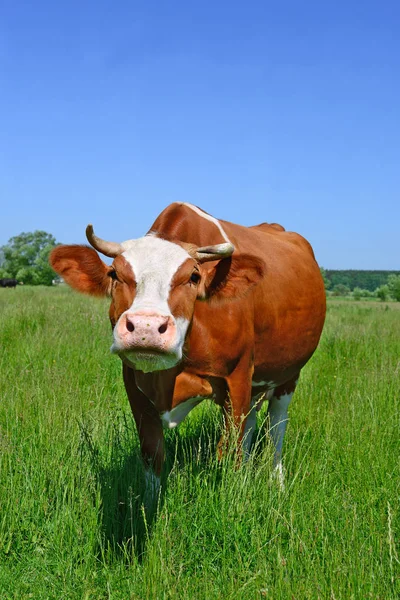 Perto Bela Vaca Marrom Branca Prado — Fotografia de Stock