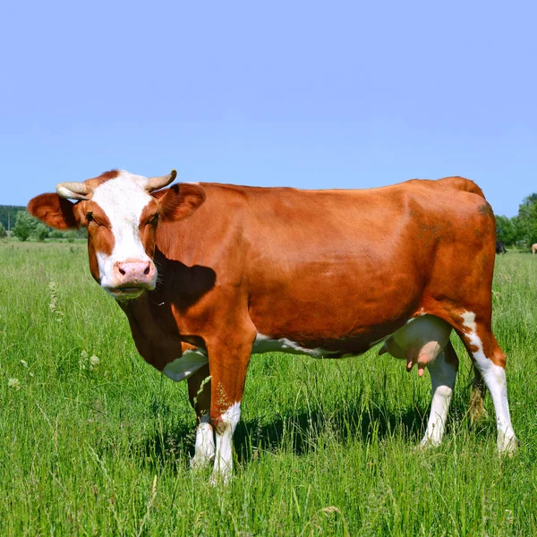 Gros Plan Belle Vache Brune Blanche Sur Prairie — Photo