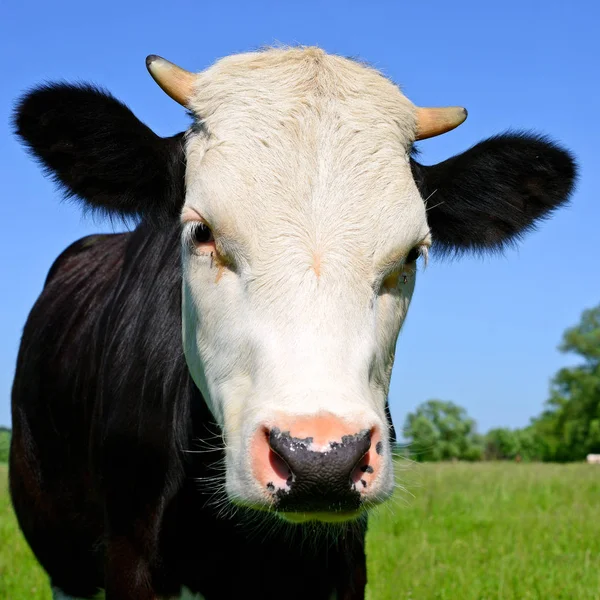 牧草地で美しい黒と白の牛のクローズアップ — ストック写真
