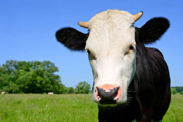 Nahaufnahme Einer Schönen Schwarz Weißen Kuh Auf Der Weide — Stockfoto