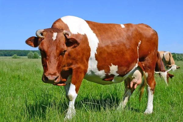 Nahaufnahme Einer Schönen Braunen Und Weißen Kuh Auf Der Weide — Stockfoto