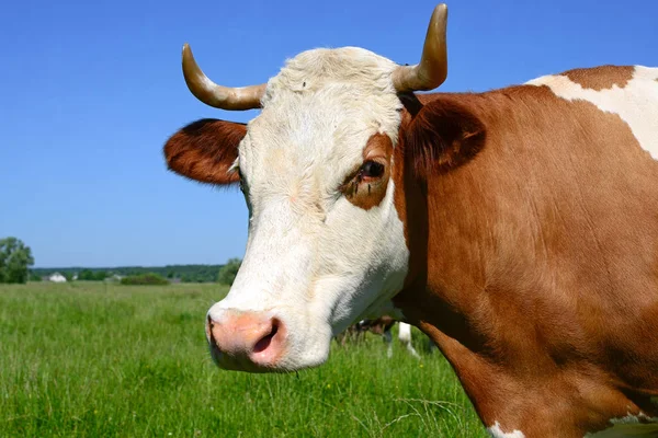 Close Cute Cow Head — Stock Photo, Image