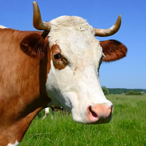 Close Cute Cow Head — Zdjęcie stockowe