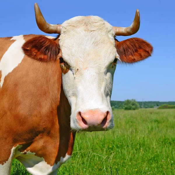 Close Cute Cow Head — Fotografia de Stock