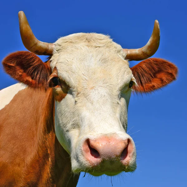 close up of cute cow head