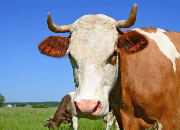 Закрыть Милую Коровью Голову — стоковое фото