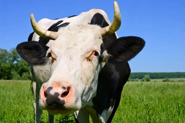 Gros Plan Belle Vache Noire Blanche Sur Prairie — Photo