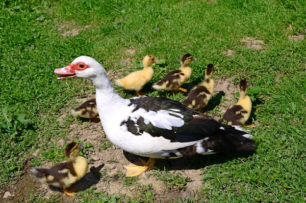 Duck Ducklings Summer Landscape — 스톡 사진