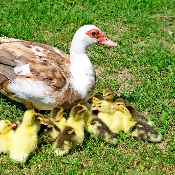 Pato Com Patinhos Uma Paisagem Verão — Fotografia de Stock