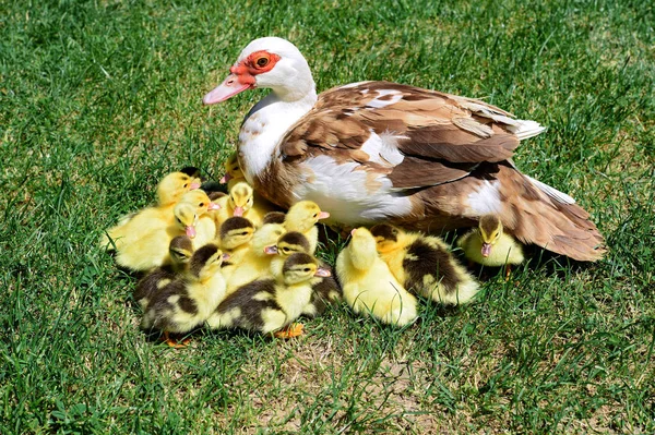 Duck Ducklings Summer Landscape — Foto de Stock