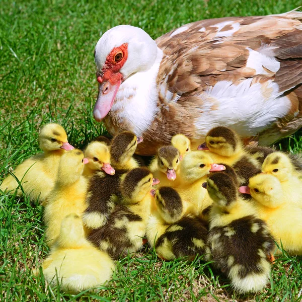 Pato Con Patitos Paisaje Verano — Foto de Stock