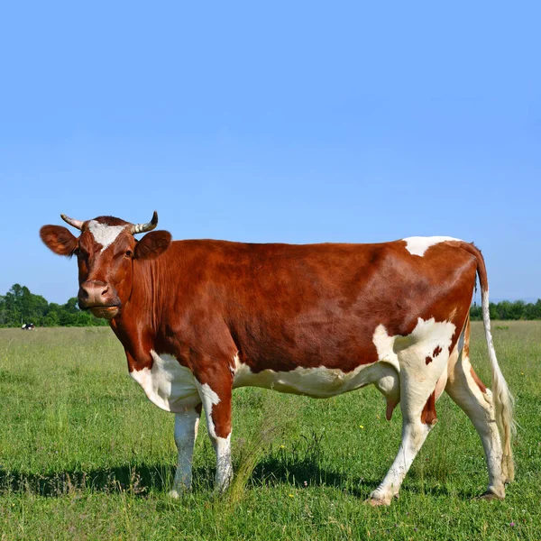 Cute Cow Summer Meadow — Stockfoto