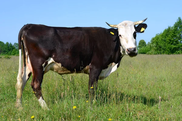 Niedliche Kuh Auf Der Sommerwiese — Stockfoto