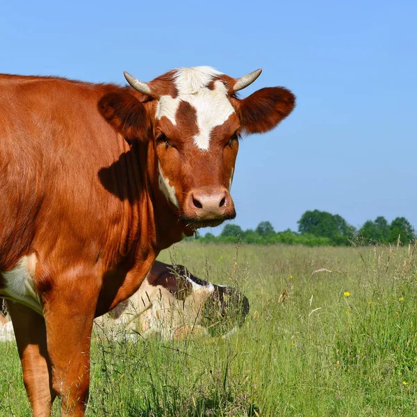 cute cow on summer meadow