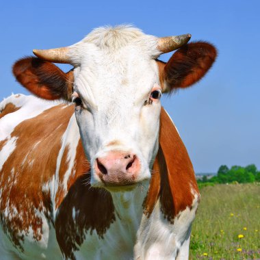 close up of cute cow on meadow