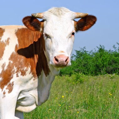 close up of cute cow on meadow