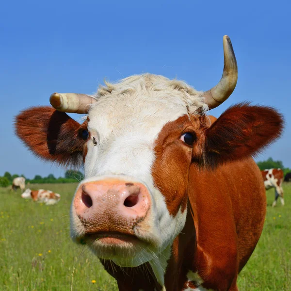 Gros Plan Tête Vache Mignonne — Photo