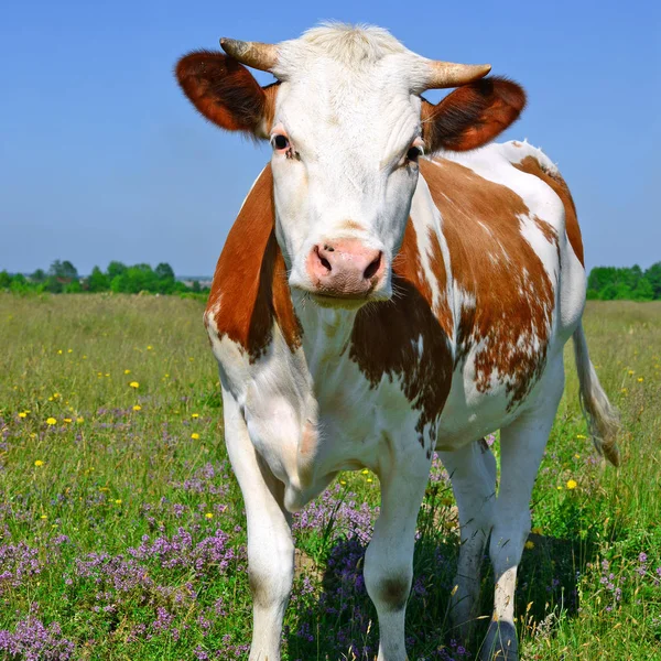 Cute Cow Summer Meadow — 图库照片