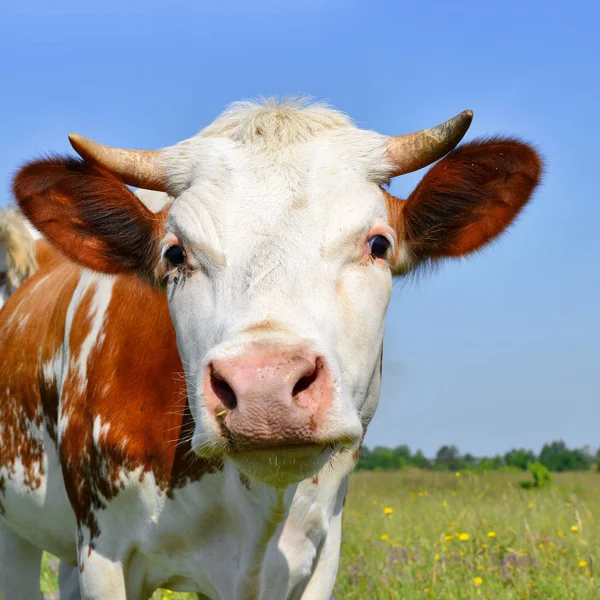 Close Cute Cow Meadow — стоковое фото