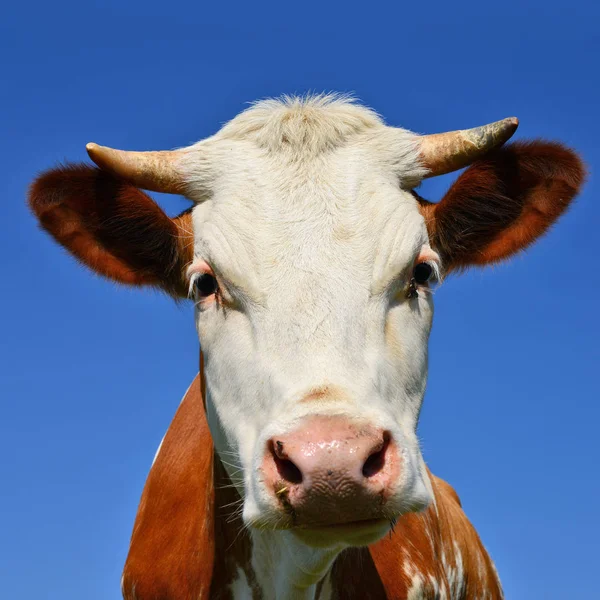 Close Cute Cow Head — 스톡 사진