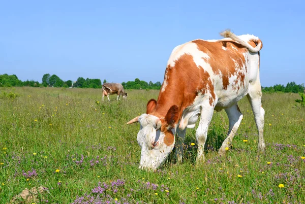 Cows Summer Pasture Summer Rural Landscape — Stock Photo, Image