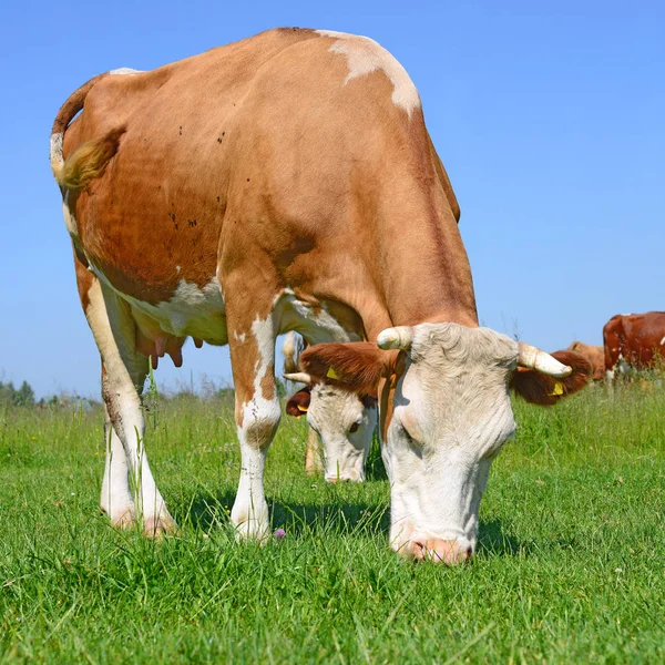 Корови Літньому Пасовищі Літньому Сільському Пейзажі — стокове фото