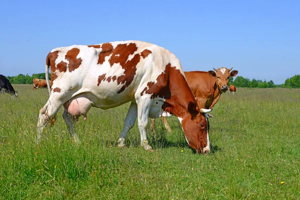 Las Vacas Pasto Verano Paisaje Rural Verano —  Fotos de Stock