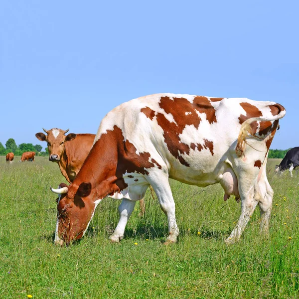 Kühe Auf Einer Sommerweide Einer Ländlichen Sommerlandschaft — Stockfoto