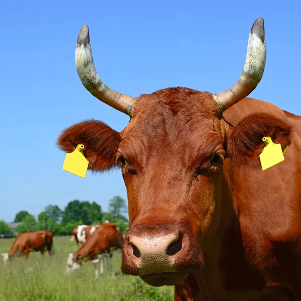 Close Cute Cow Meadow — Stock Photo, Image
