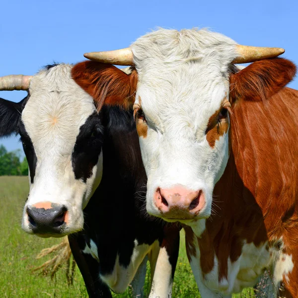 Krávy Letní Pastviny Létě Venkovské Krajině — Stock fotografie
