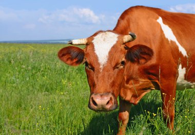 Çayırdaki güzel kahverengi ve beyaz ineğe yaklaş.