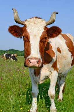 Yaz mera üzerinde ineklerin