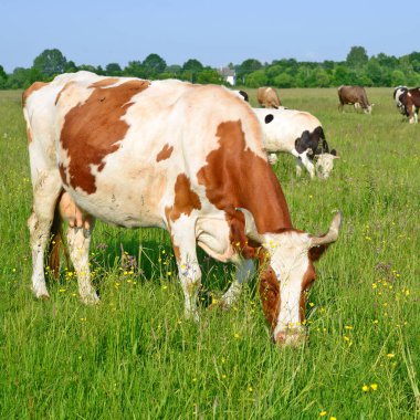 Yaz mera üzerinde ineklerin