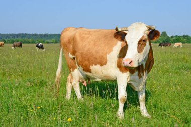 Yaz mera üzerinde ineklerin