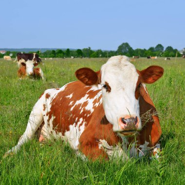 Yaz mera üzerinde ineklerin