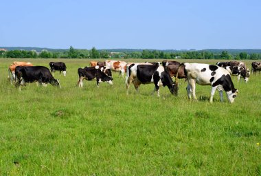 Yaz mera üzerinde ineklerin